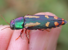 Cypriacis fasciata Cypriacis fasciata